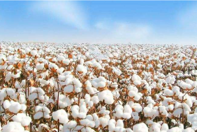 2021年新疆兵團(tuán)棉花產(chǎn)量略降 質(zhì)量顯著提升(圖1)